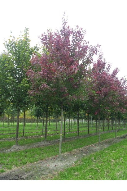 Червоний клен Феєрв’ю Флейм.